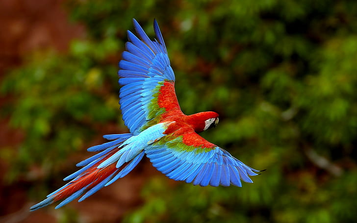 birds, parrot, animals, closeup, colorful