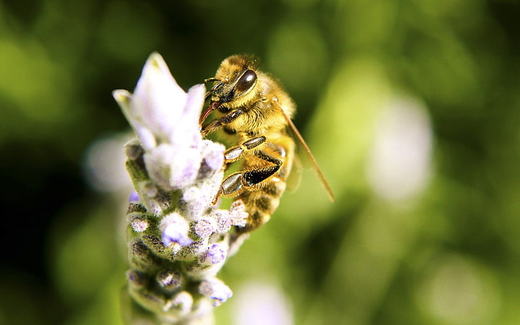 brown honeybee, insect, macro, bees, nature, animals in the wild, HD wallpaper