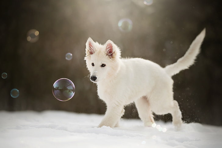 winter, snow, bubbles, puppy, doggie, The white Swiss shepherd dog, HD wallpaper