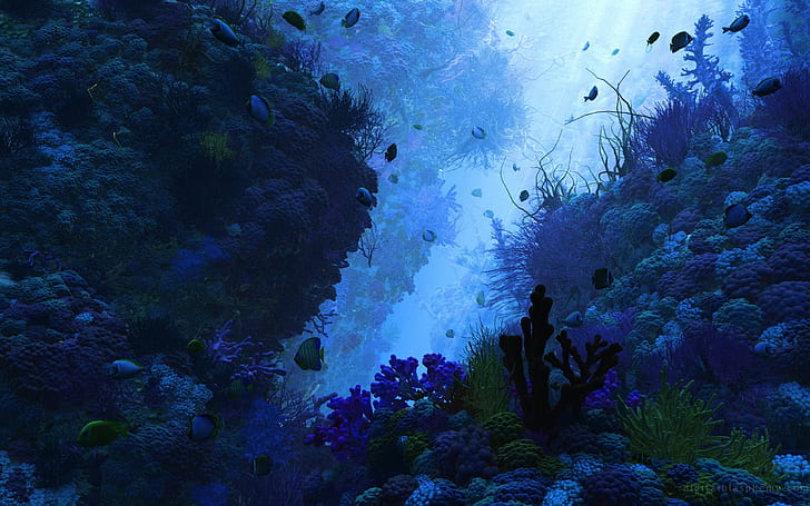fish, sea, nature, animals, underwater, HD wallpaper