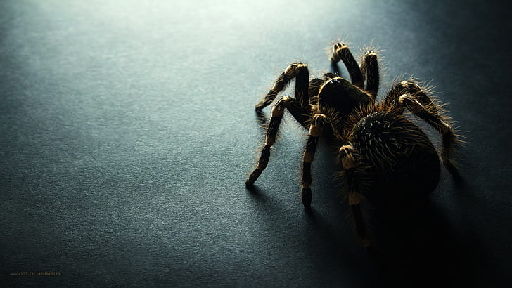 dark, spider, animals, tarantula, HD wallpaper