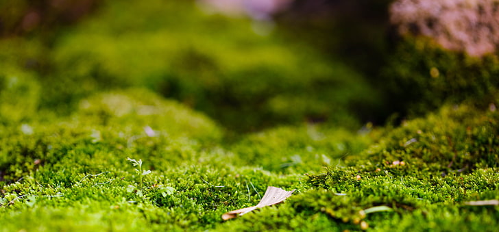 closeup photography of green grass, plants, depth of field, moss