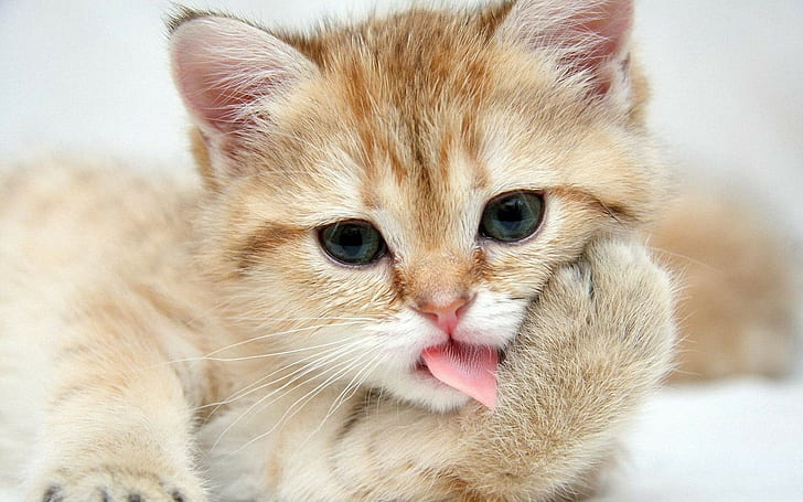 Cat Kitten Tongue HD, orange tabby ca, animals, HD wallpaper