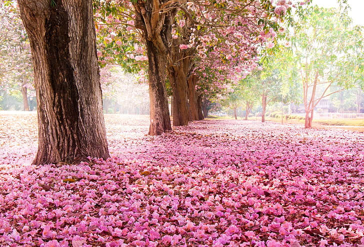 pink flower petals, trees, flowers, nature, Park, Sakura, flowering, HD wallpaper
