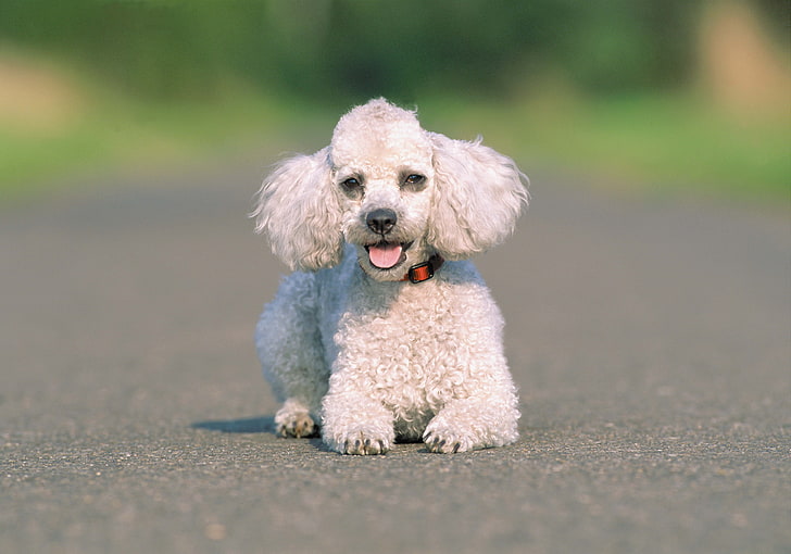 white toy poodle, dog, asphalt, run, pets, animal, canine, puppy