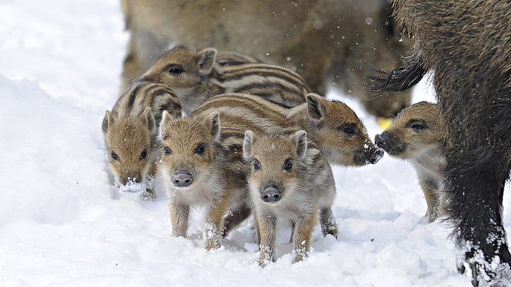 brown wild hog piglets, wild pigs, winter, snow, animal, nature, HD wallpaper