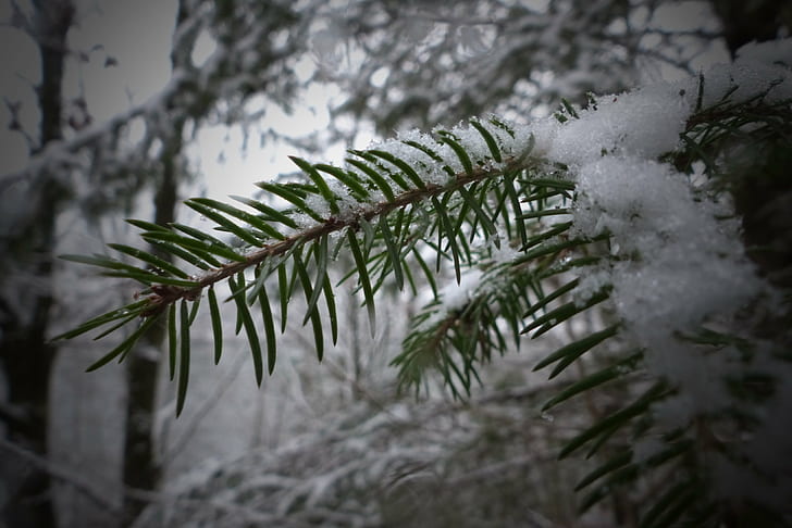 green and white tree, fir, fir, Snow, Schnee, Tanne, Winter  Wonderland