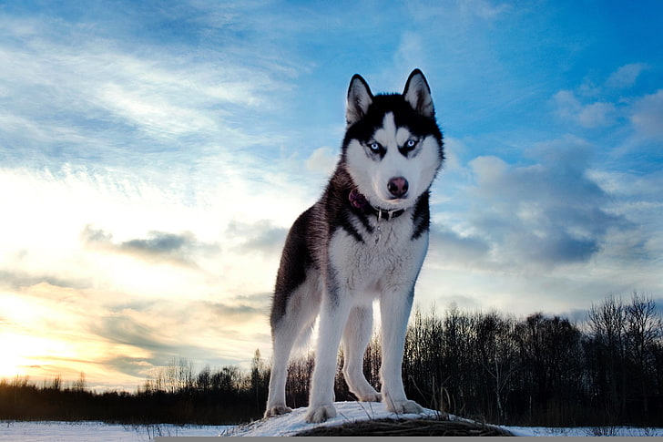 black and white wolf, dogs, husky, blue, snow, sled Dog, pets