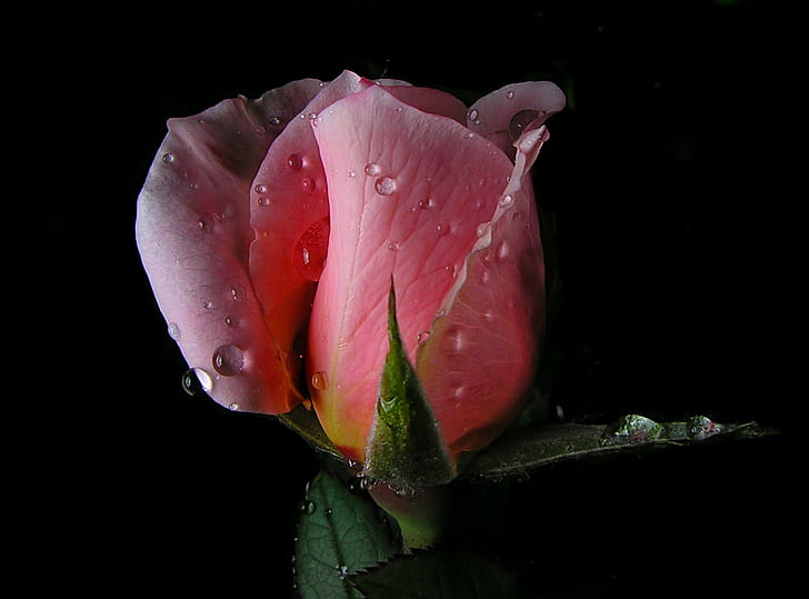 shallow focus of pink rose, drops, rose  water, point, shoot, HD wallpaper