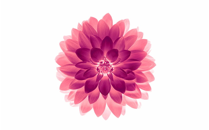 HD wallpaper: Apple iOS 10 iPhone 7 Plus HD Wallpaper 02, pink dahlia  flower | Wallpaper Flare