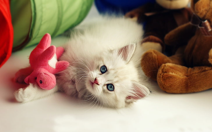 HD wallpaper: Kitten And Toys, white kitten, Animals, Cat, domestic cat,  pets | Wallpaper Flare