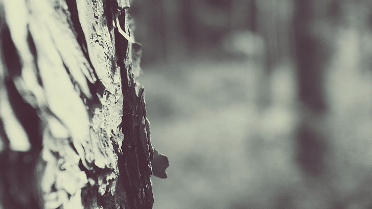 wood bark, untitled, monochrome, trees, depth of field, winter, HD wallpaper