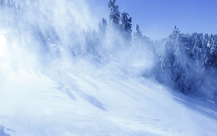 snow, landscape, winter, pine trees, HD wallpaper
