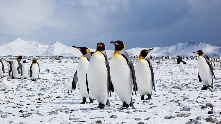 Antarctica Empire Of King Penguins Aptenodytes Patagonicus Ultra Hd Wallpaper 3840×2160, HD wallpaper