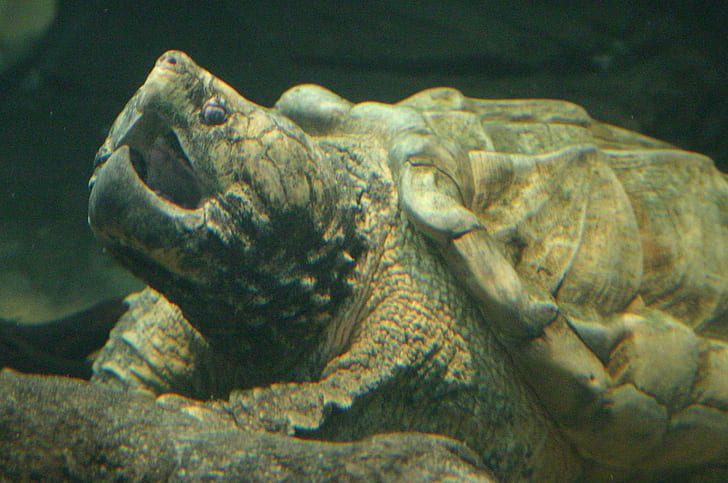 Animal, Alligator Snapping Turtle