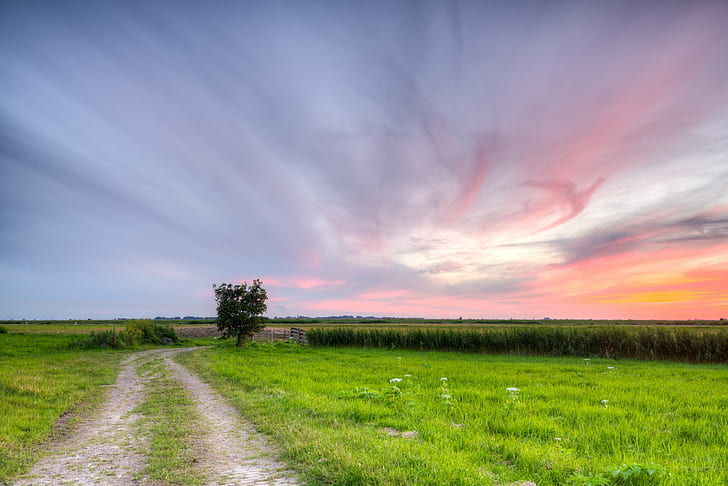 green grass during sunset, Pathway, lonely tree, Dutch, skies, HD wallpaper