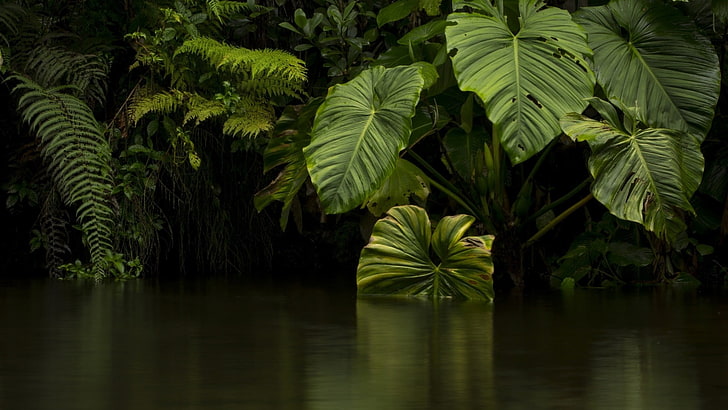 vegetation, water, nature, green, leaf, plant, rainforest, arecales