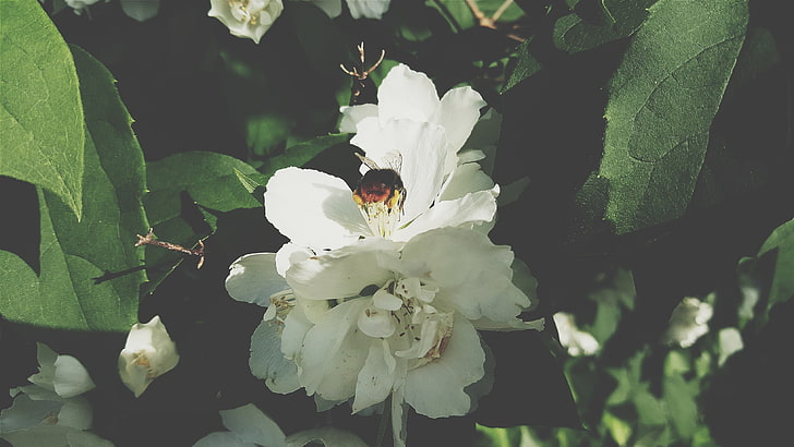 white petaled flower, plants, hymenoptera, flowers, macro, bumblebees