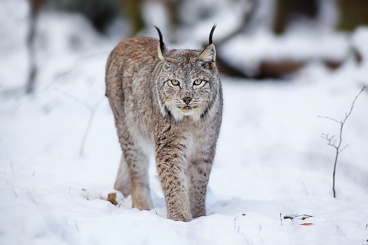 gray lynx, wolf, cat, snow, winter, wildlife, undomesticated Cat, HD wallpaper