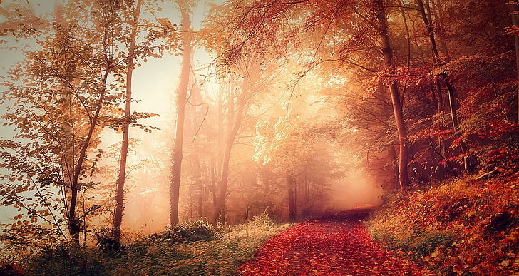 nature, landscape, fall, forest, mist, path, dirt road, sunlight