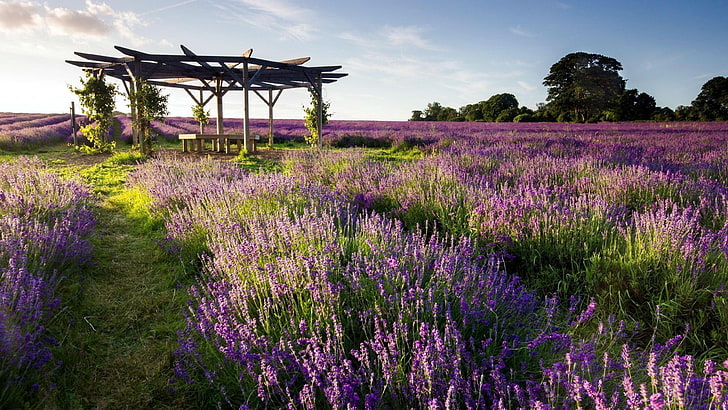 english lavender, plant, flower, field, ecosystem, lavender field, HD wallpaper
