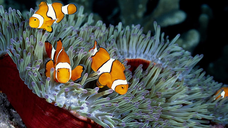 clownfish, sea anemones, coral, nature, animal themes, animal wildlife, HD wallpaper