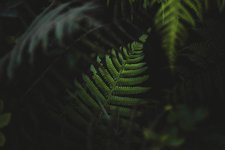 green fern plant, green plant, leaves, depth of field, nature