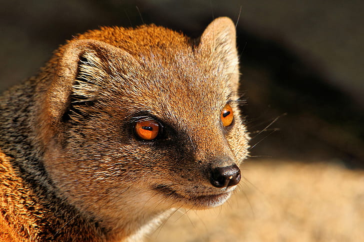File:Mongoose - Newquay Zoo (15318303340).jpg - Wikimedia Commons