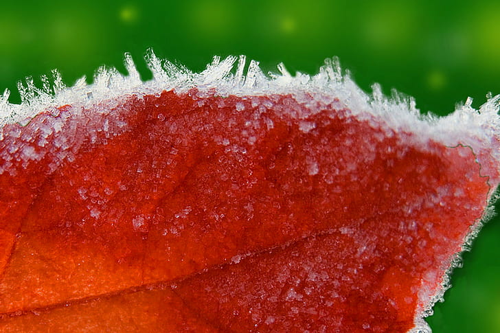 selective focus photography of snow on leaf, Frozen, macro, icicles