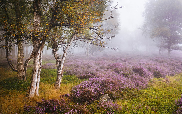 autumn, trees, glade, England, birch, Heather, Derbyshire, Peak District, HD wallpaper