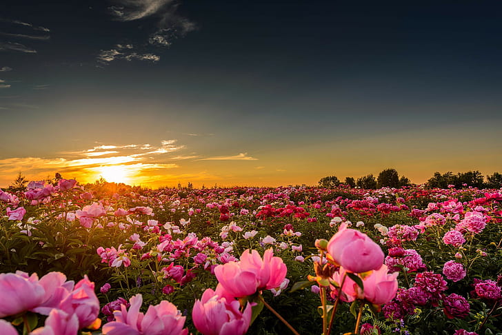 Field with wonderful flowers, Sunset, peonies, Nature, horizon