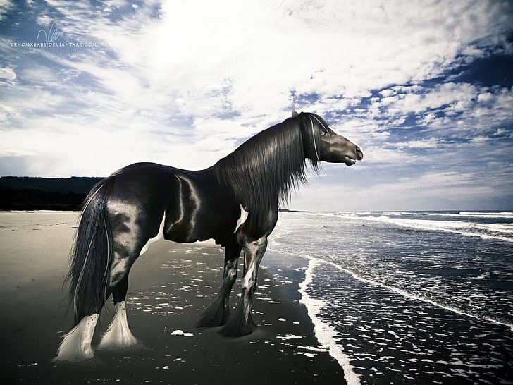 HD wallpaper: gypsy gypsy vanner Gypsy Vanner Fantasy Animals Horses HD Art  | Wallpaper Flare