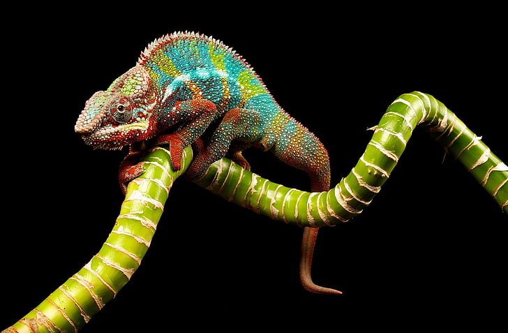 chameleon, reptile, color, twig, animal, wildlife, nature, lizard