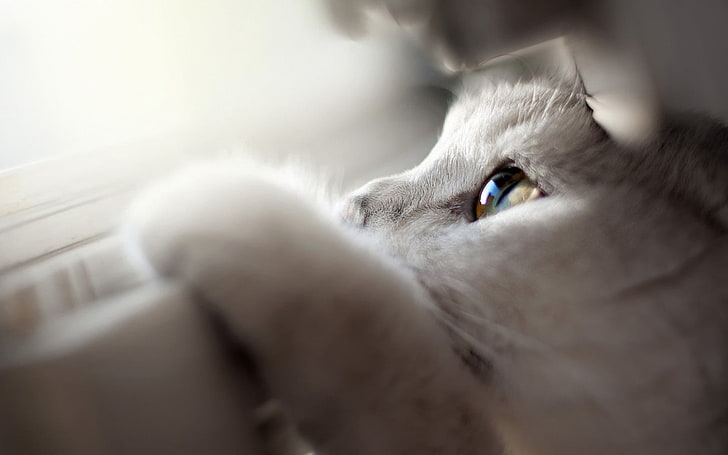 white cat, depth of field, animals, closeup, domestic, one animal, HD wallpaper