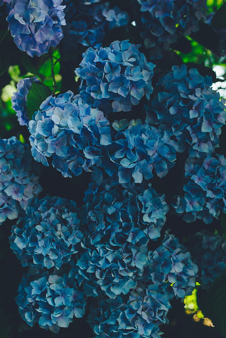 blue flowers, hydrangea, inflorescence, petals, plant part, leaf, HD wallpaper