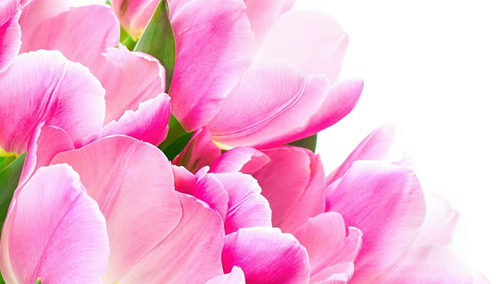 ๑♥๑ Lots Of Pink ๑♥๑, fresh, forever, tulips, flowers