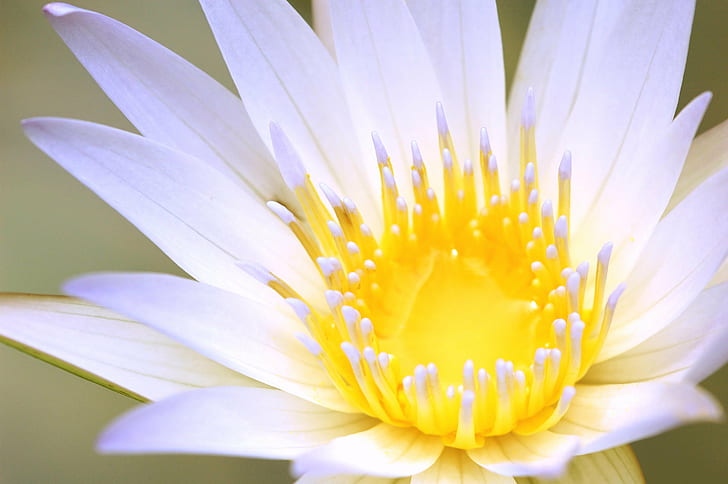 macro photography of white flower, lotus, lotus, lotus  flower, HD wallpaper