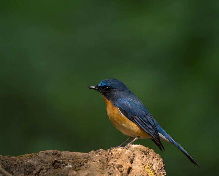 American Robin on brown rock formation, Chinese Blue Flycatcher
