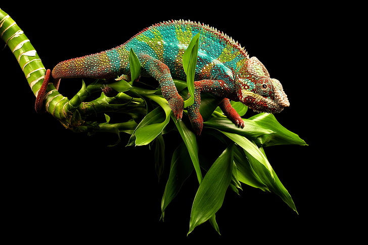 blue and red cameleon, greens, eyes, chameleon, background, branch, HD wallpaper