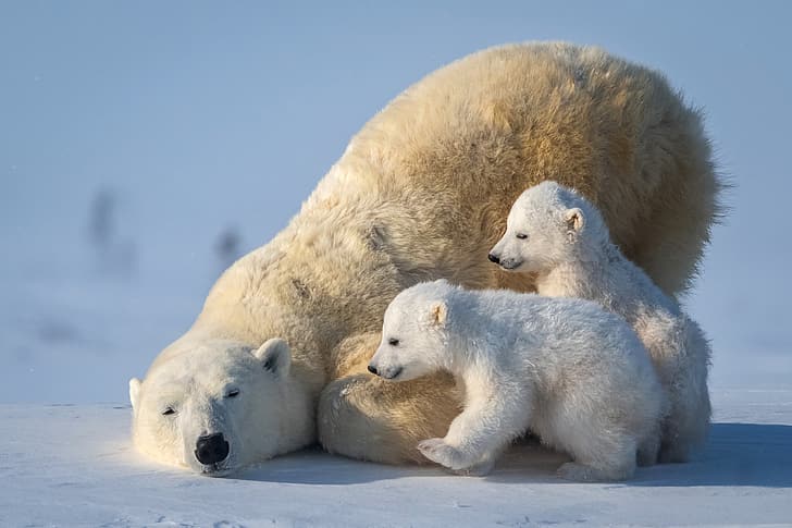 bears, polar bear, Arctic, cubs, she-bear, HD wallpaper