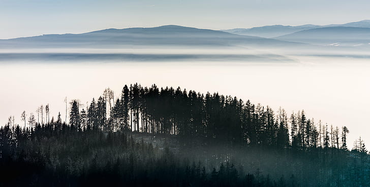 forest photo during sunrise, fog  forest, landscape, outdoor, HD wallpaper