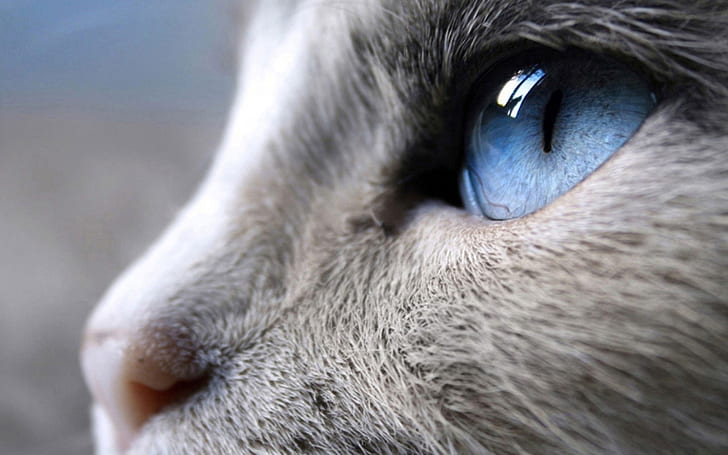 Incredible Siamese Cat Profile Look, grey short-coat cat, blue eyes, HD wallpaper