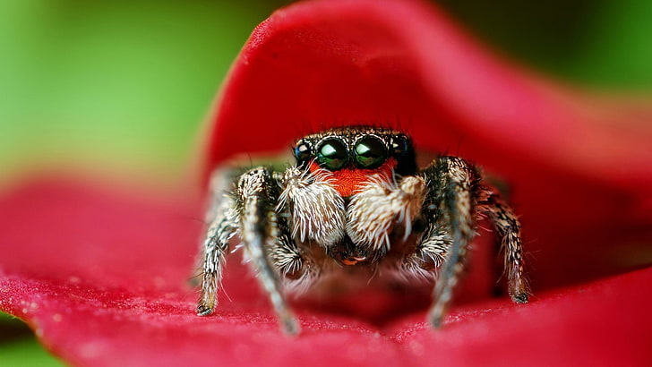 black and brown spider, nature, Jumping Spider, animal themes, HD wallpaper