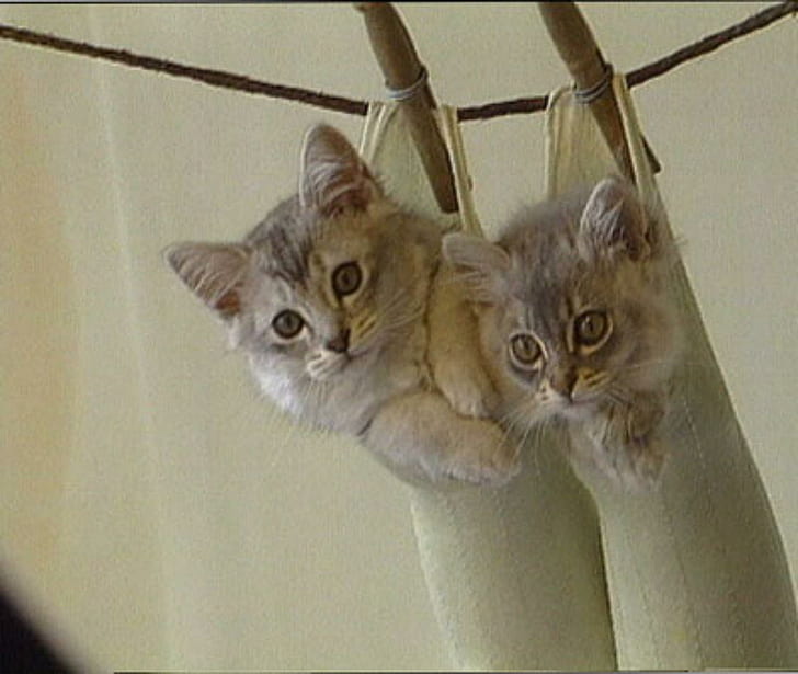 2 Cute Kittens, cats, animals, funny, HD wallpaper
