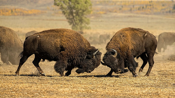 HD wallpaper: Animal, American Bison, Fight, Wildlife | Wallpaper Flare