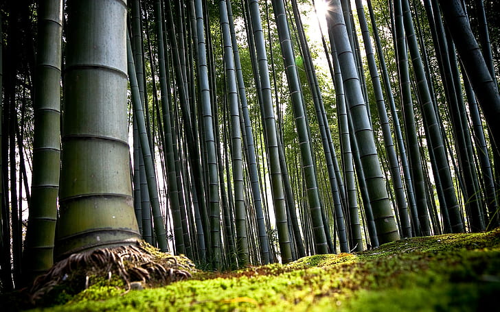 nature, trees, bamboo, forest, HD wallpaper