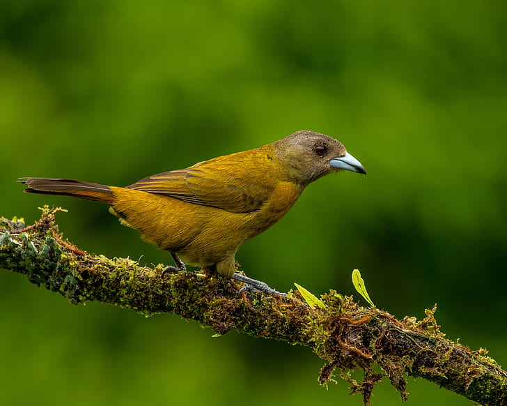 close up photo of brown bird, tanager, tanager, Passerini's Tanager, HD wallpaper