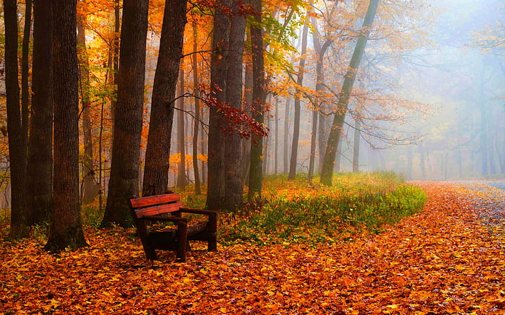 Autumn, leaves, trees, park, grass, road, bench, red wooden bench, HD wallpaper