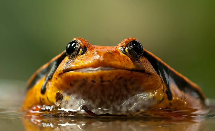 amphibian, animal, anura, close up, frog, hd, macro, tomato frog