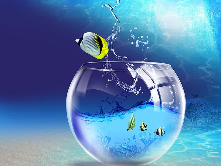 fish, fishbowls, underwater, HD wallpaper